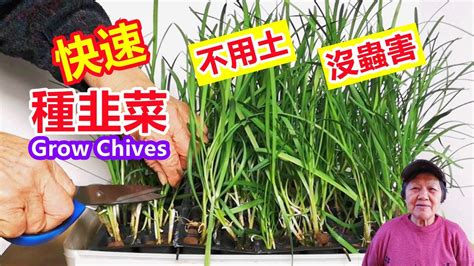 快速種韭菜|韭菜快速新種法，不用土，不長蟲，一年四季都有收成，室內，陽。